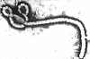 Ebola
